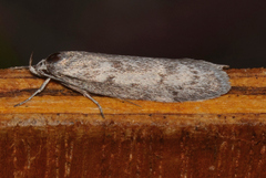 Ericrypsina ductaria