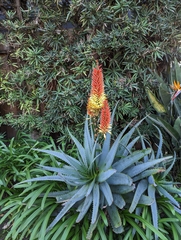 Aloe petricola
