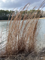 Andropogon virginicus