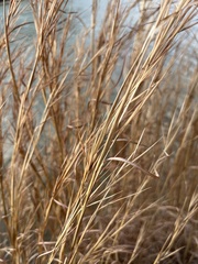 Andropogon virginicus