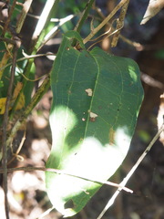 Smilax australis