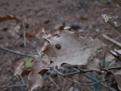 Neuroterus quercusbaccarum