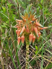 Aloe cooperi