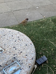 Passer montanus saturatus