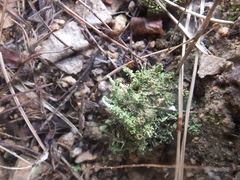 Cladonia rei