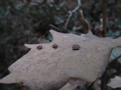 Neuroterus quercusbaccarum