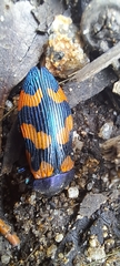 Castiarina insularis