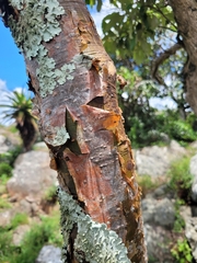 Commiphora harveyi
