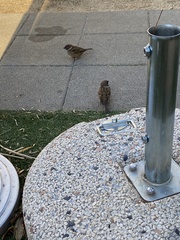 Passer montanus saturatus