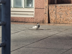 Motacilla alba lugens