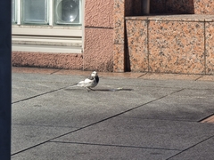 Motacilla alba lugens