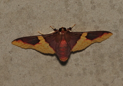 Pachynoa purpuralis