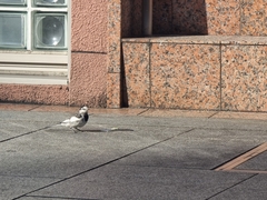 Motacilla alba lugens