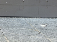 Motacilla alba lugens