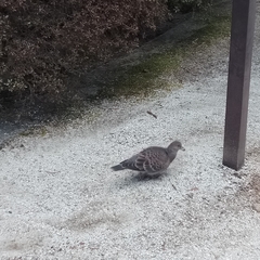 Streptopelia orientalis orientalis