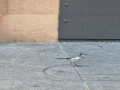 Motacilla alba lugens