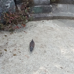 Streptopelia orientalis orientalis