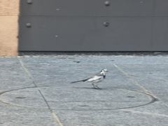 Motacilla alba lugens