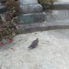 Streptopelia orientalis orientalis