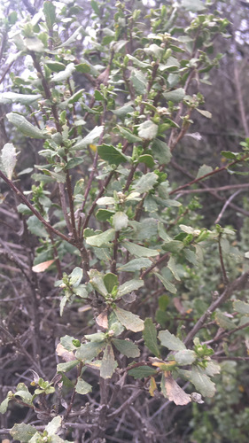 iNaturalist observation photo of coyote brush