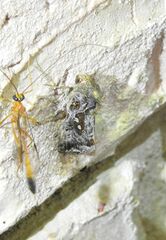 Scriptoplusia rubriflabellata