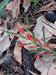 Adenanthos barbiger