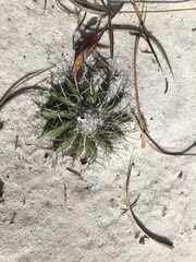 Discocactus pseudoinsignis