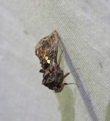 Scriptoplusia rubriflabellata