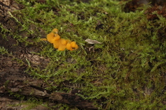Calycina confluens
