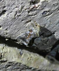 Scriptoplusia rubriflabellata