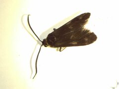 Pollanisus trimacula