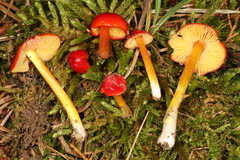 Hygrocybe acutoconica microspora