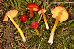 Hygrocybe acutoconica microspora