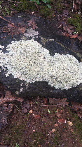 iNaturalist observation photo of rock greenshield lichen