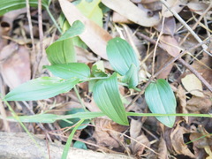 Tripladenia cunninghamii