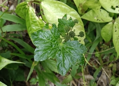 Hydrocotyle javanica