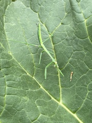 Pseudomantis albofimbriata