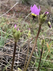 Primula clevelandii