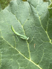 Pseudomantis albofimbriata