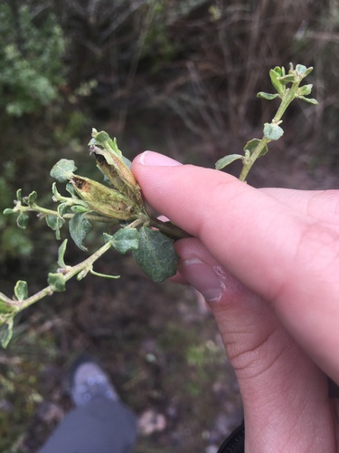 iNaturalist observation photo of Baccharis Stem Gall Midge