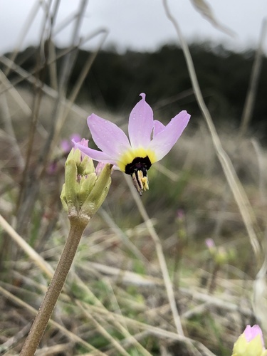 iNaturalist observation photo of Padre's Shooting Star