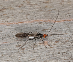 Callibracon capitator