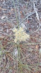 Cyperus retroflexus