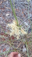 Cyperus retroflexus