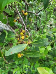 Pterocelastrus echinatus