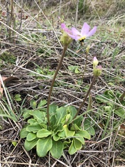 Primula clevelandii