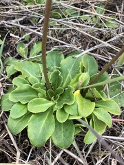 Primula clevelandii