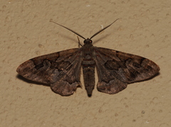 Hypochrosis binexata