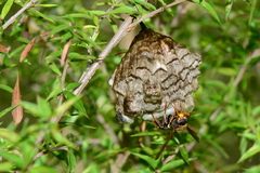 Polistes humilis humilis
