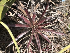 Encholirium
